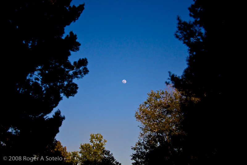 Moon framed by trees