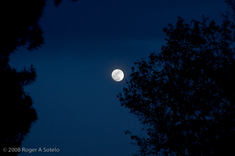 Full Moon framed by trees at dusk
