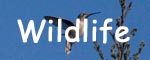 Wildlife