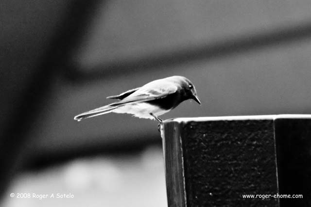 click on image for high resolution version