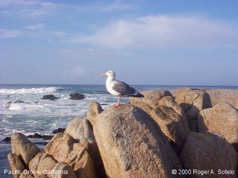 Picture of The Month Archives (April 2002)