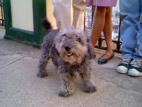 The Family's Dog