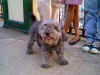 The Family's Dog